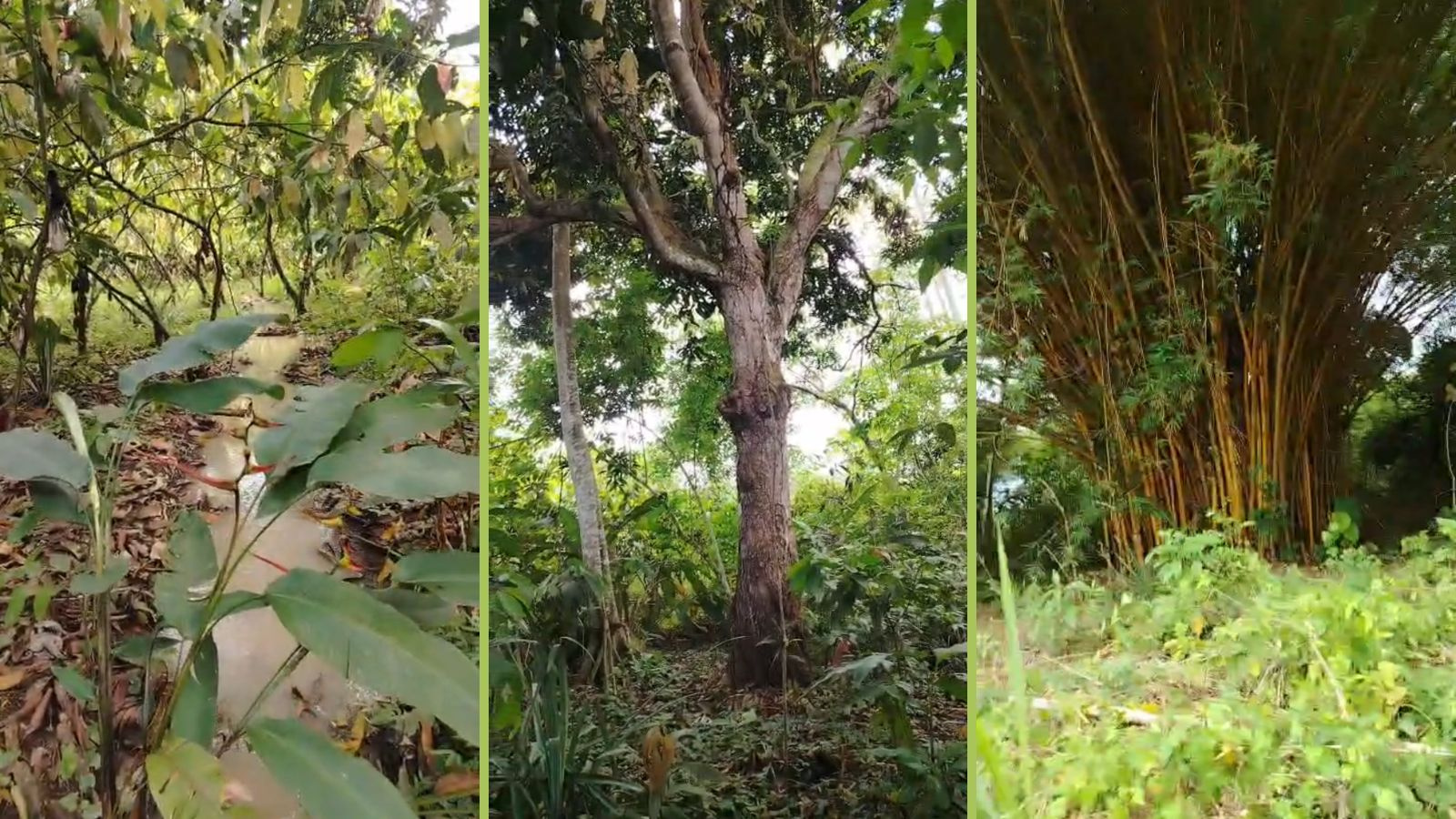 carretera que va hacia el río, Parroquia Rural Bellavista, El Oro, 0 , 0 ,0,Terreno agrícola,En Venta,carretera que va hacia el río,1109 carretera que va hacia el río, Parroquia Rural Bellavista, El Oro, 0 , 0 ,0,Terreno agrícola,En Venta,carretera que va hacia el río,1109