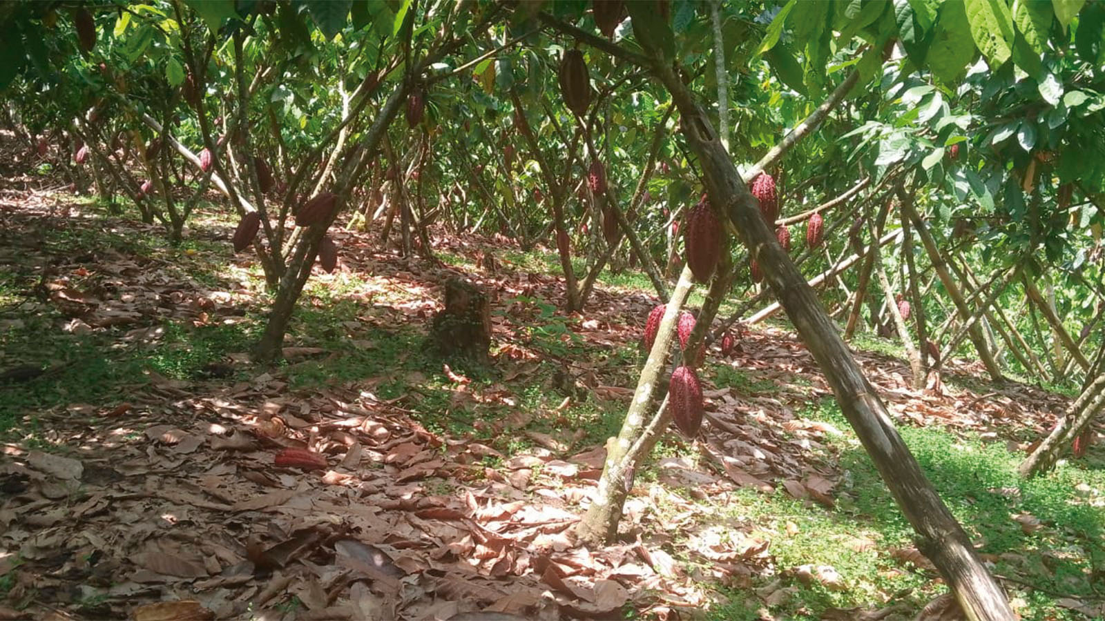 Cacaotera manejada 