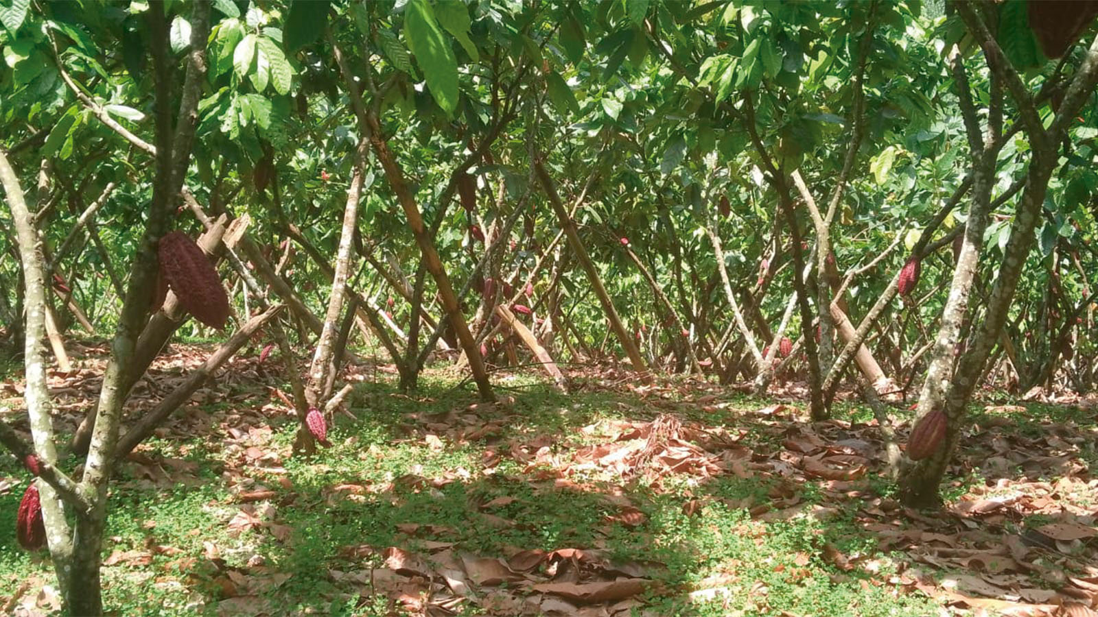 Cacaotera manejada 