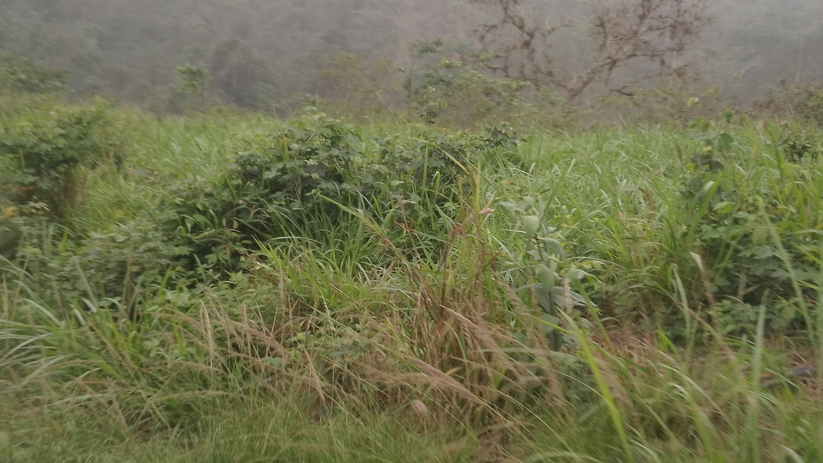 Terreno para Lotización de alta plus valía Terreno para Lotización de alta plus valía